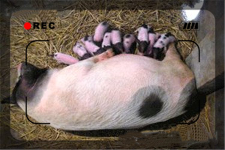 养殖香猪怎么样,饲养香猪的前景怎么样啊