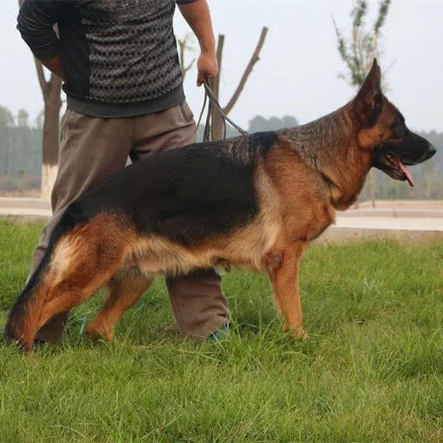 温柔的中亚牧羊犬,温柔的黑犬