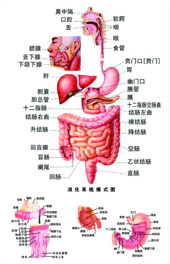 吃进肚子里的食物怎么排出来,宝宝瓜子壳吃进肚子里怎么消化