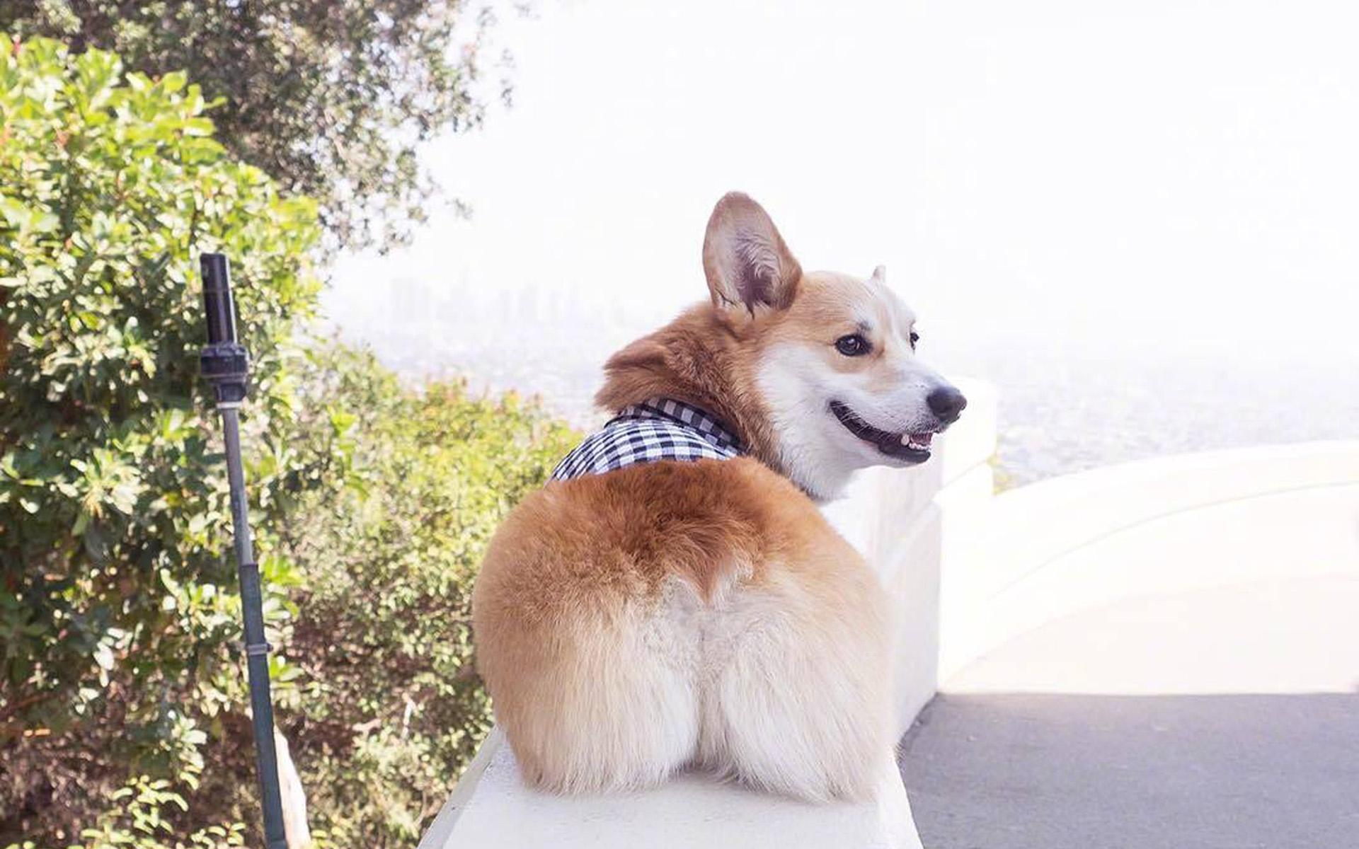 你了解小短腿柯基吗？很多人都对柯基有误解，你可能也中招了