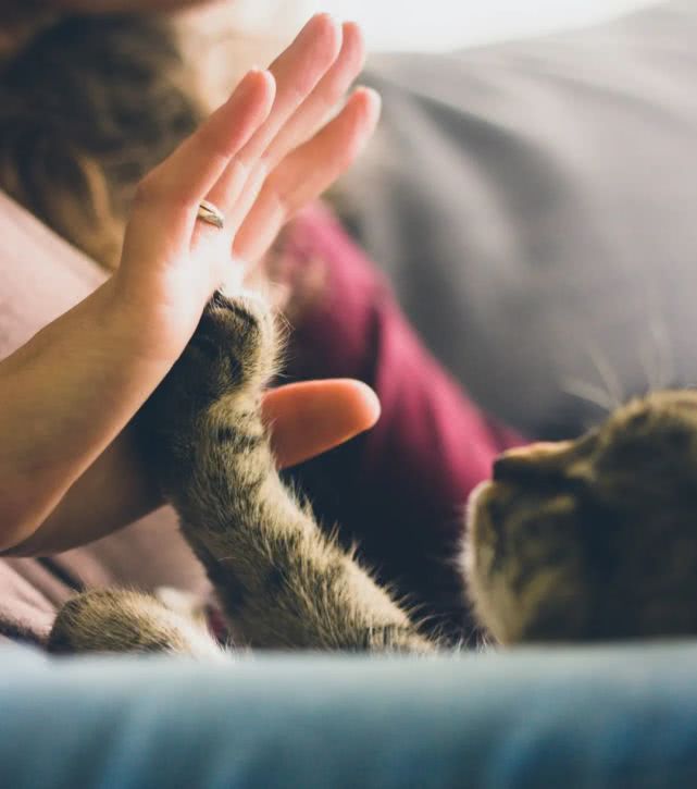 猫咪生产前主人应该做什么,猫咪生产之前主人需要做什么