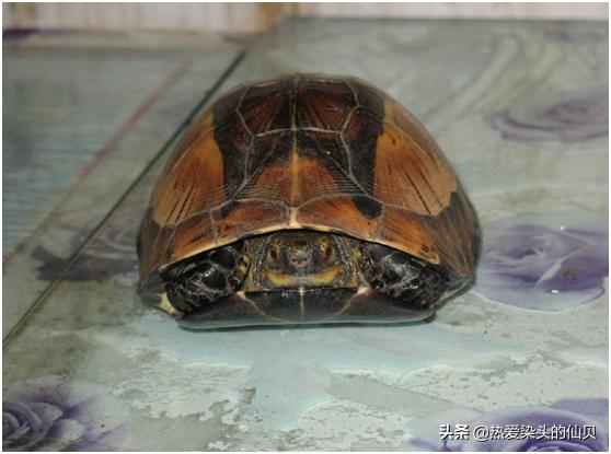 养蛋龟的注意事项,蛋龟的饲养方法和技巧