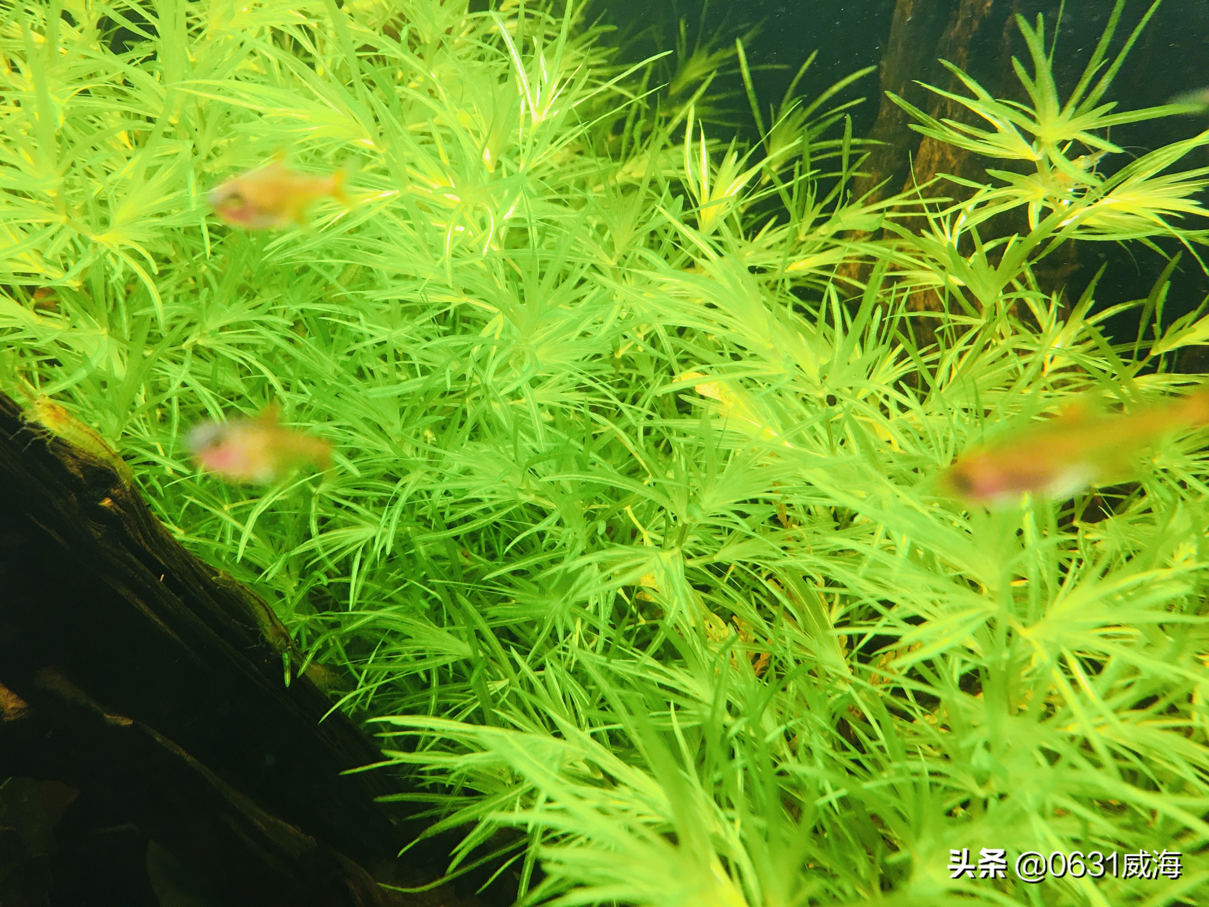 水草缸赤玉土可以用水草泥代替吗,水草泥的正确用法