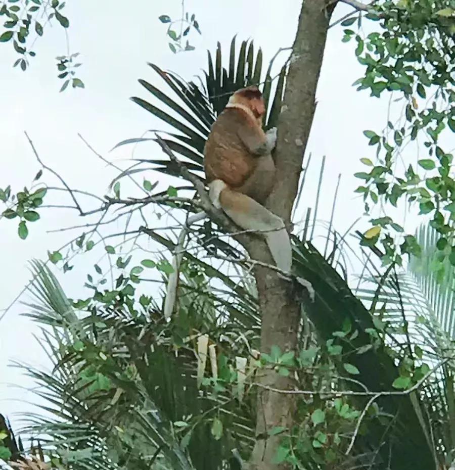 马来西亚适合游玩的岛,马来西亚阳光大海