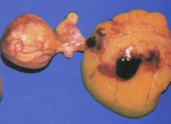 鸡张口呼吸拉白色粪便是什么原因,鸡呼吸困难拉白色稀粪怎么治