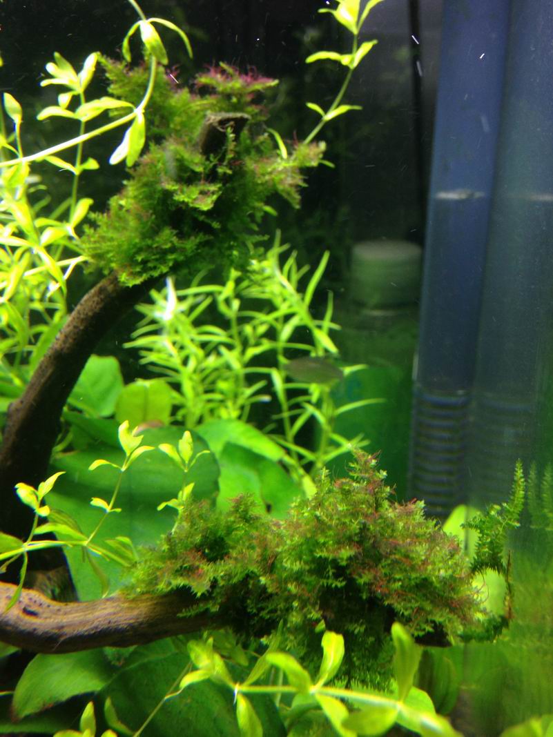 鱼缸除藻最有效的方法,鱼缸除藻最佳方法