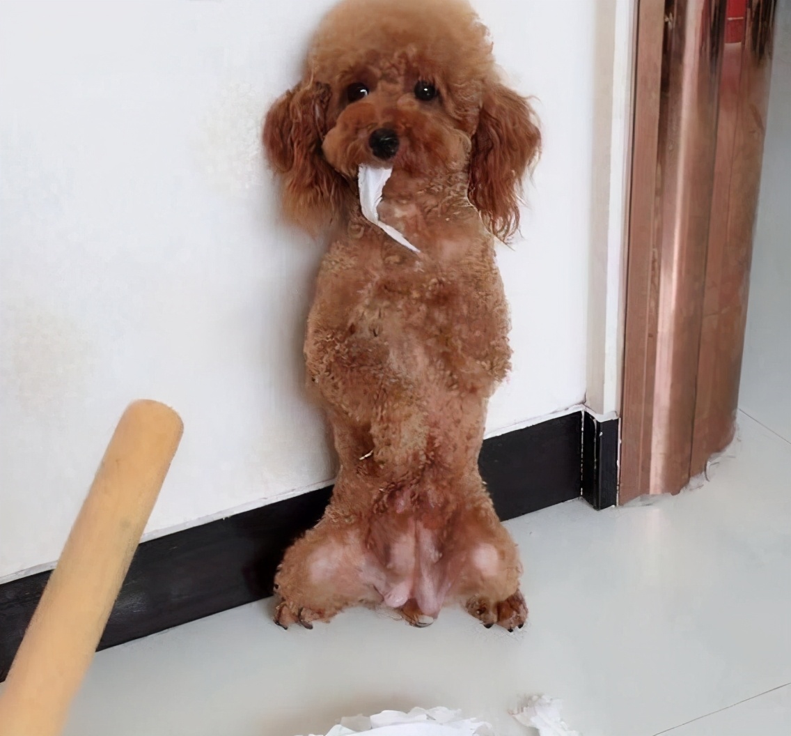 泰迪命门在哪里,泰迪的命门