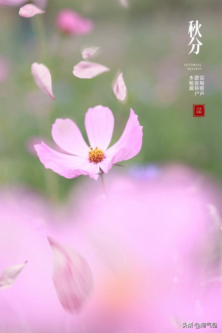 秋分一半热烈一半安详,秋分秋天分两半