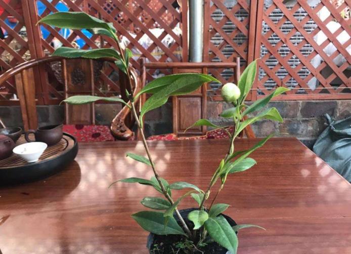 此花花色繁多有淡香味易养易成活,正黄旗茶花开花图片