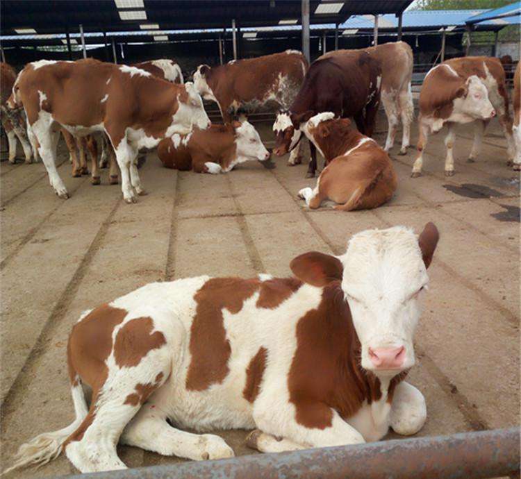 牛犊应激用什么药,牛犊长途运输一般要调理多久