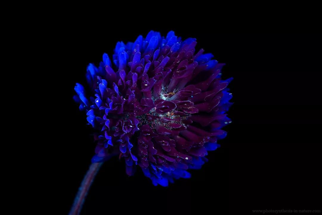 紫外线外星人真的存在吗,外星生命紫外线