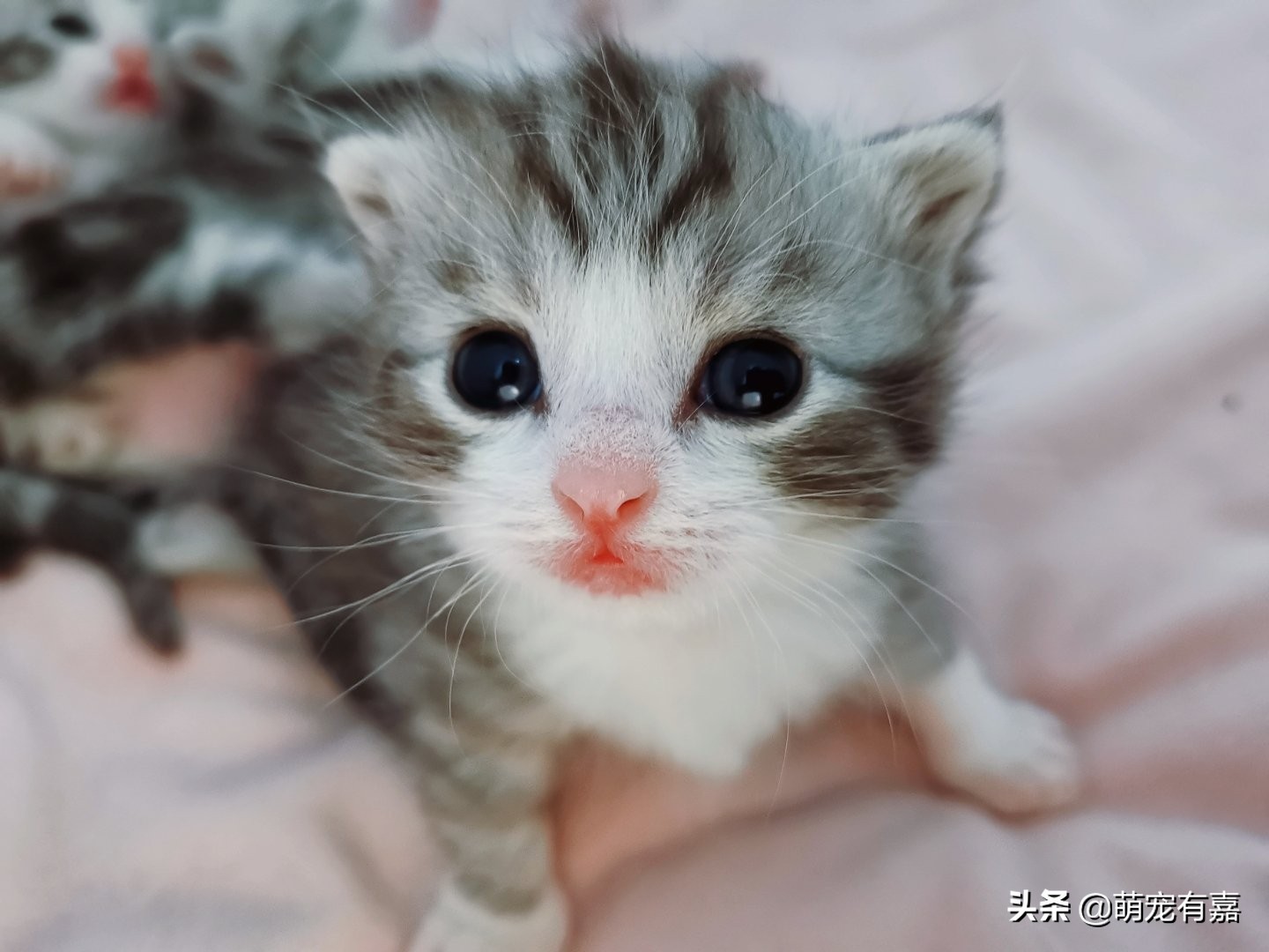 刚出生奶猫怎么救助,流浪猫会怎么对待哺乳期的母猫