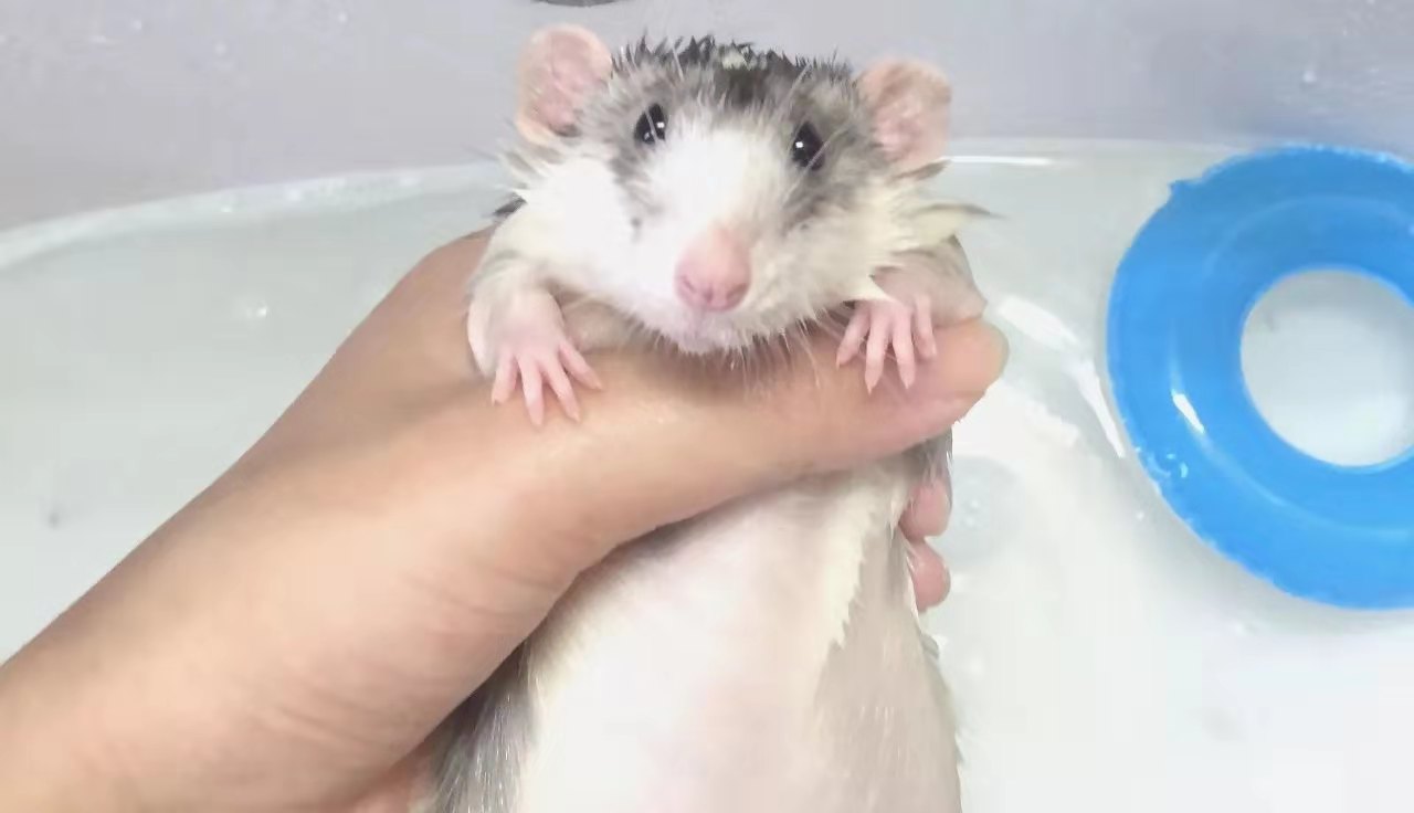 花枝鼠身上有虫子怎么消毒,花枝鼠身上有跳蚤怎么去除