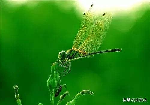 立夏时节万物茂繁下一句,春夏是阳气生发万物生长的季节