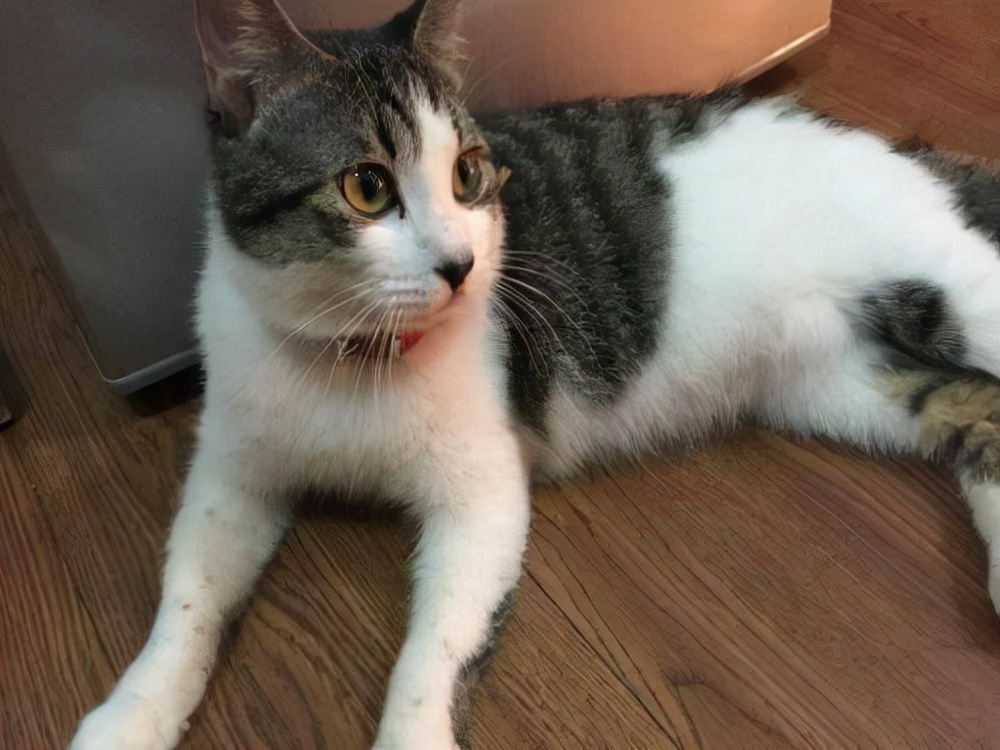 猫咪可爱图片中华田园猫,中华田园猫猫咪图片