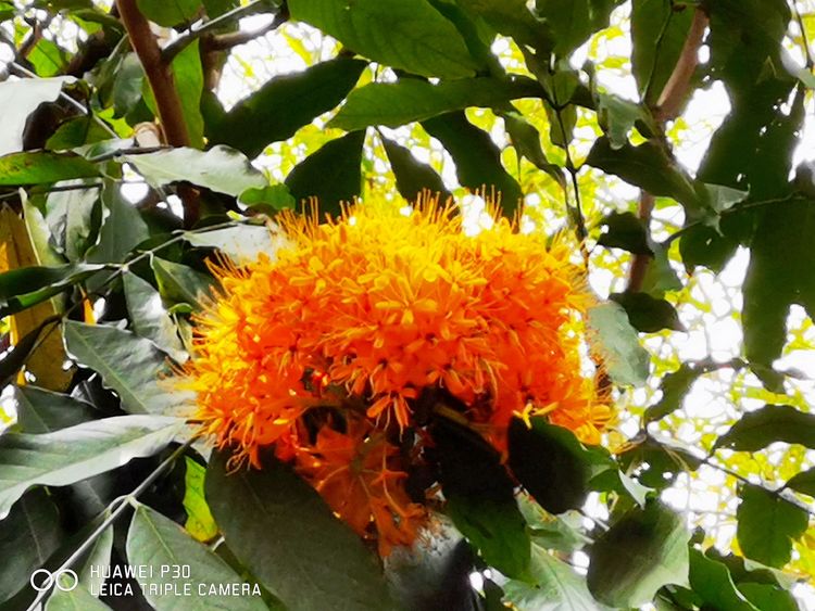 中国无忧花图片,中国无忧花树