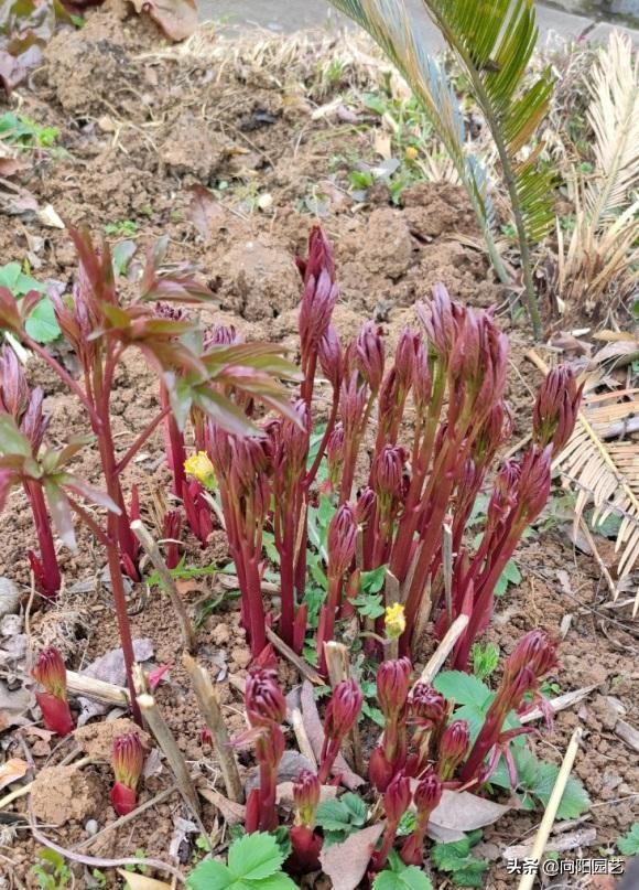 招财富贵花有哪些,高级富贵花给人带来吉祥好运