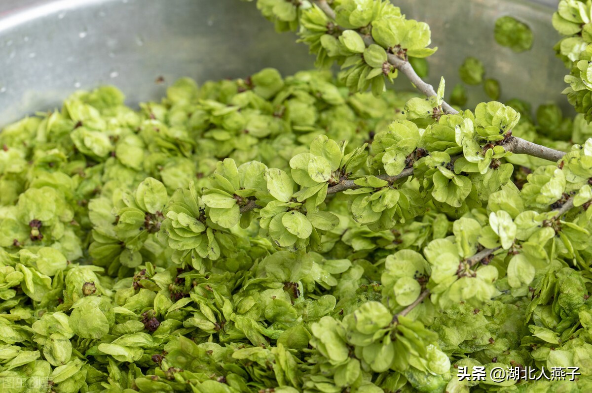 常见野菜的种类和图片大全 (各种野菜大全带图片)