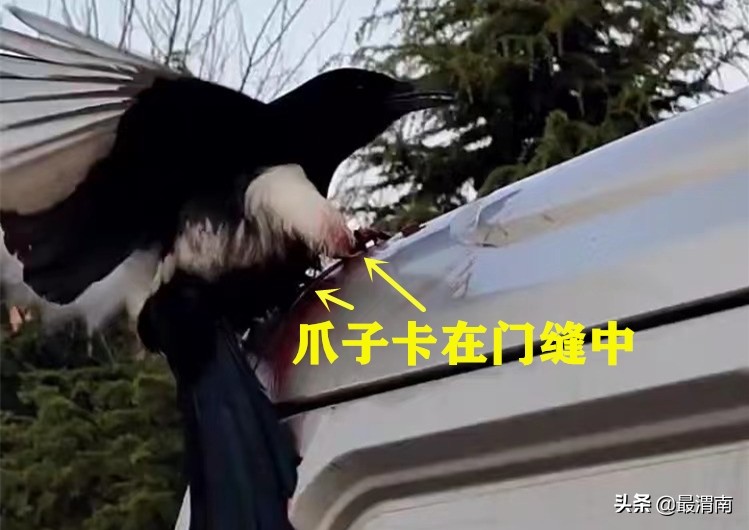喜鹊爪子出血了,男子救喜鹊幼鸟放飞三次又飞回