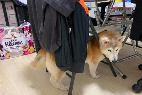 柴犬狗狗真的是通人性的,狗狗柴犬有多可爱呢