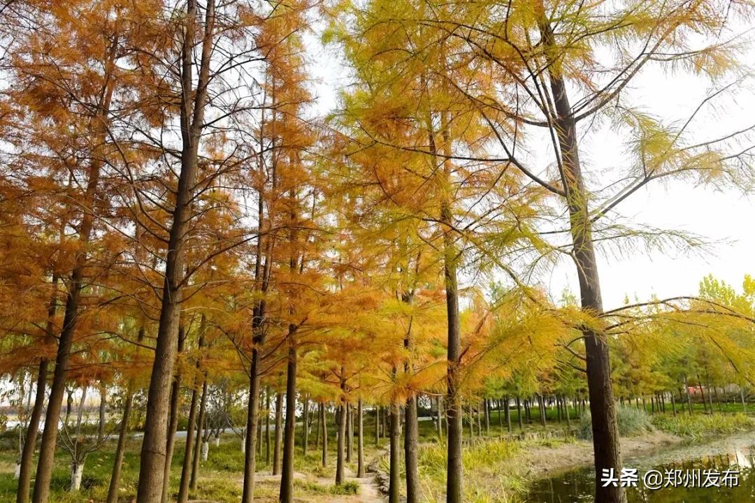 广州长隆野生动物园全览图,郑州第一野生动物园在什么地方