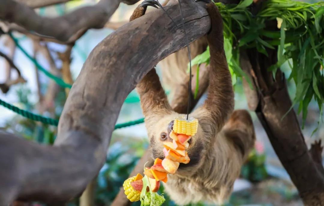 厦门马戏城灵玲酒店,厦门灵玲马戏酒店套票