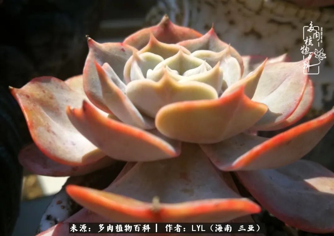 养多肉一年花了3万,养多肉一千多盆