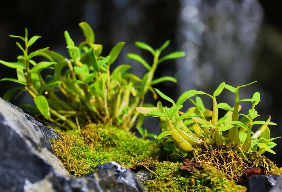 林草科普图片,林草科普