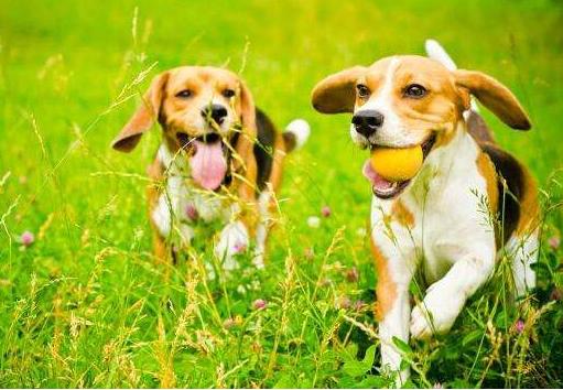 狗狗喜欢乱叫怎么才能让它不叫呢,狗狗喜欢乱咬怎么教