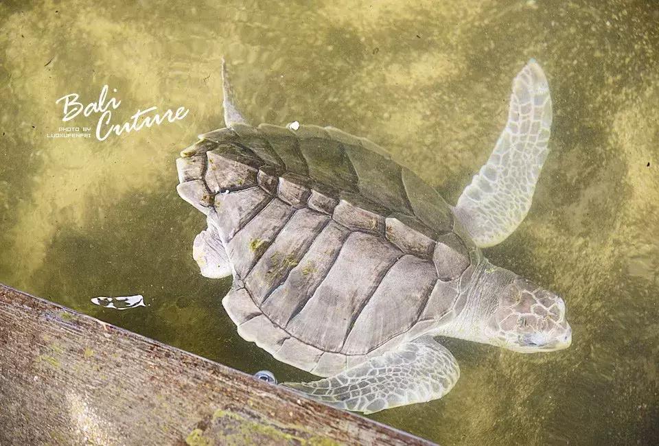 999玩转巴厘究竟嗨不嗨:香遇巴厘,南太平洋的风与海