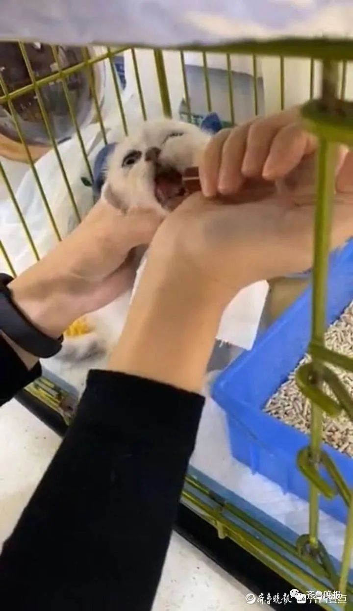 猫咪拉稀治愈花多少钱,猫去了一趟宠物医院就拉肚子