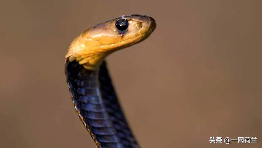 男子上厕所被蛇给咬新闻,南非男子上厕所被蛇咬