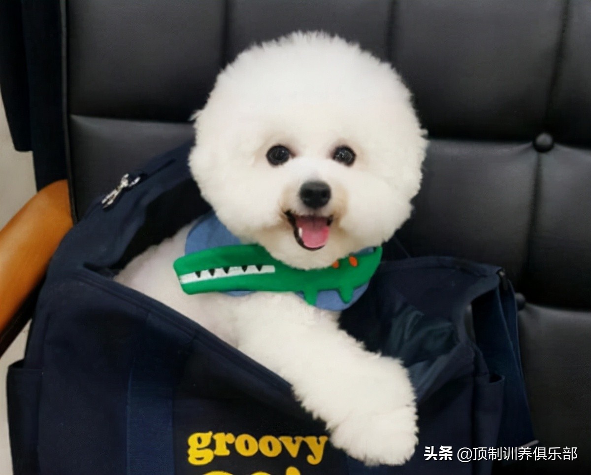 比熊幼犬三个月狗粮要泡水吗,比熊幼犬到新家3天后打喷嚏