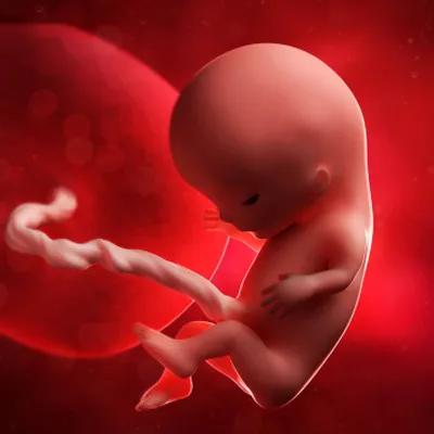 囊胚移植孕周计算,试管孕周计算方法