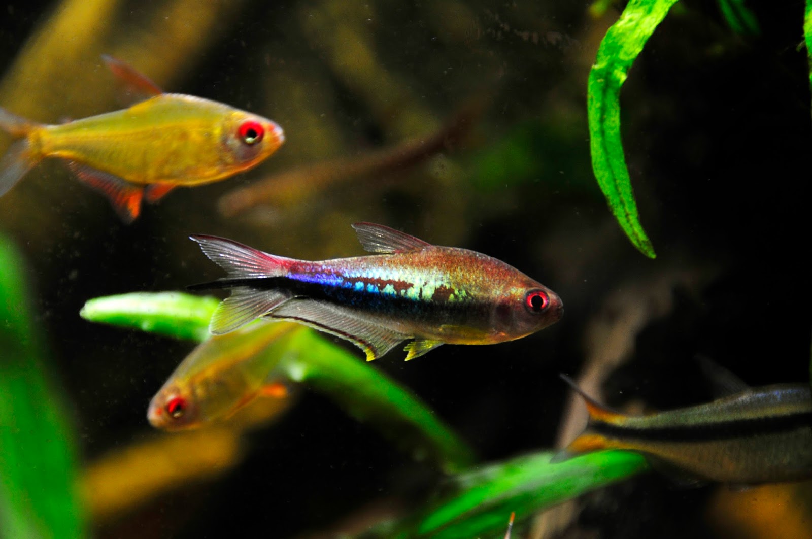 草缸灯鱼专用灯,适合草缸养的灯鱼