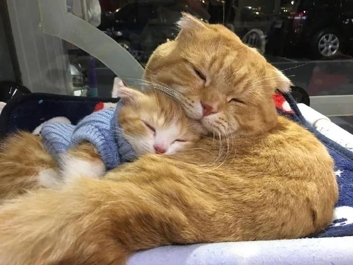 为什么猫咪挑食什么都不吃,为什么有的猫咪什么都吃