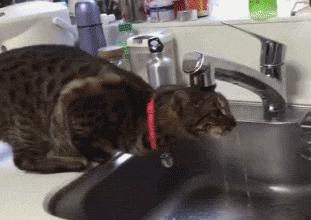 弱弱的问一句还可以吗怎么回,猫咪傻的表现是什么