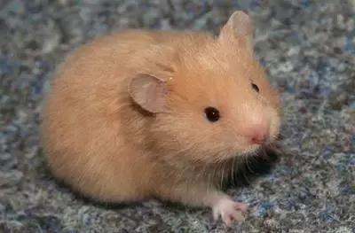 仓鼠种类大仓鼠,仓鼠的详细资料仓鼠的种类