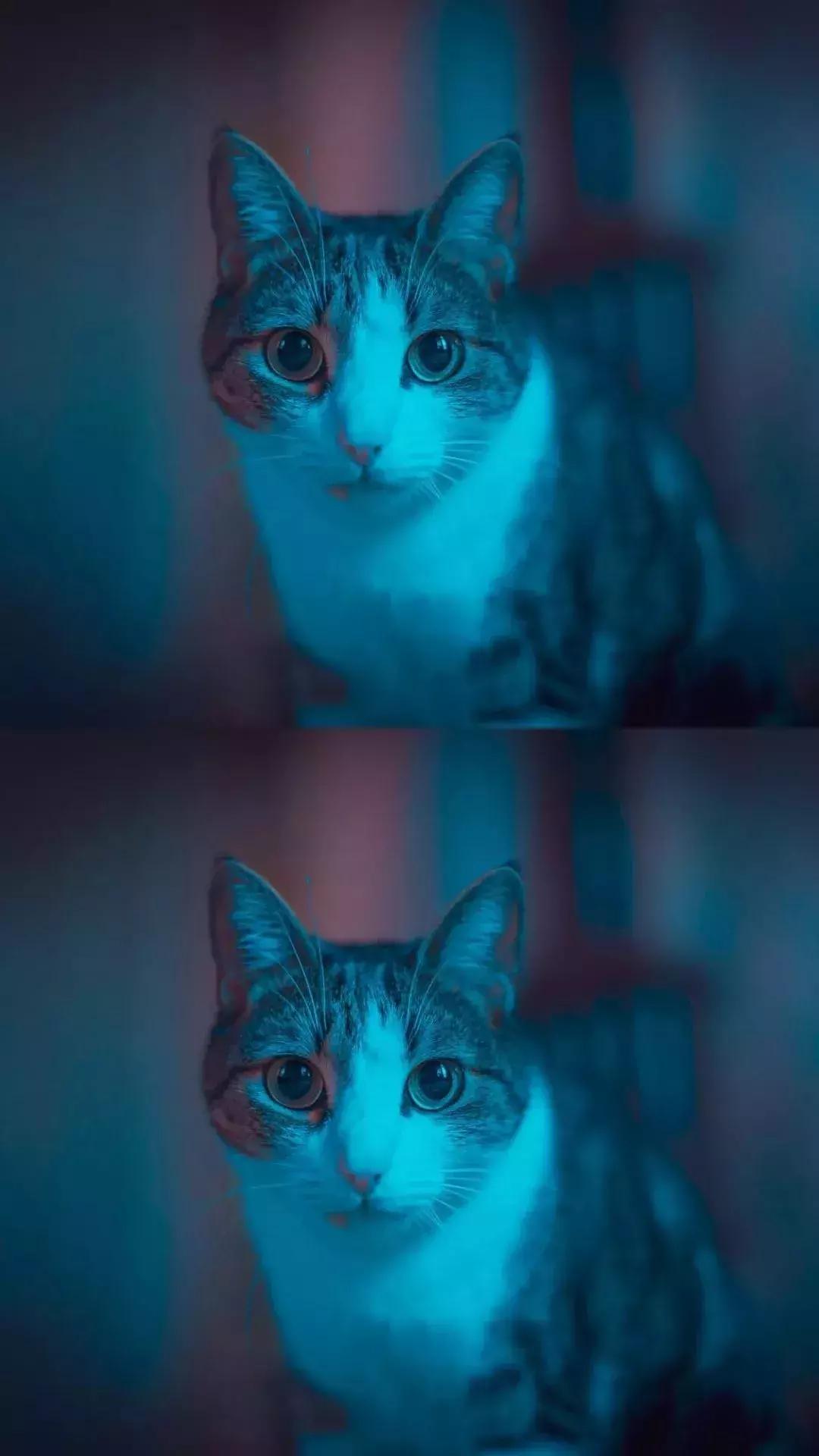 iphone12壁纸超清4k暴力熊,好看的iphone壁纸