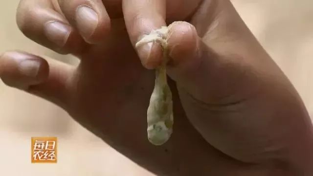 富川这种虫子卖出天价，炒到400元/斤，你敢吃吗？