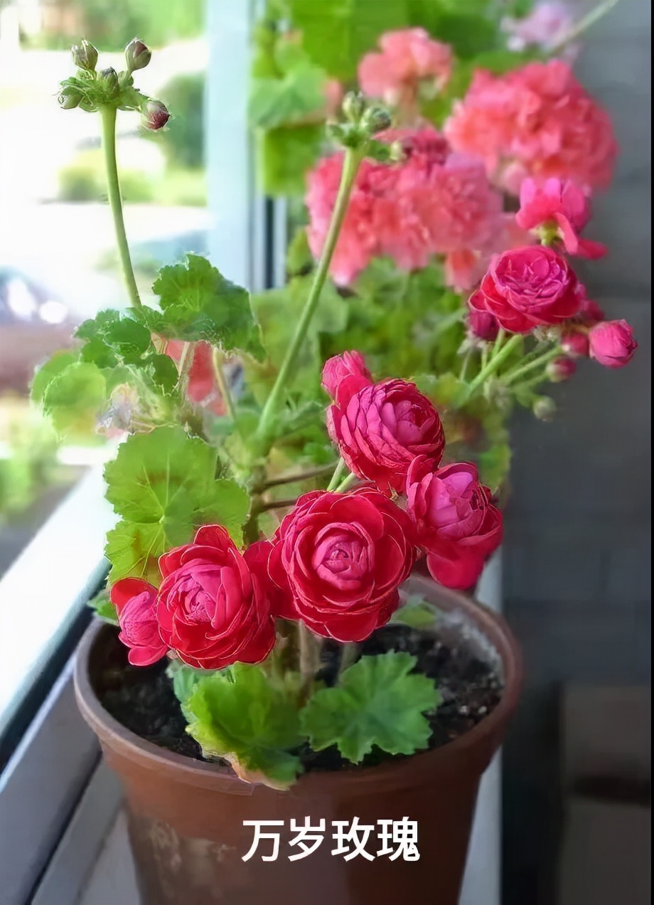 垂吊天竺葵哪些品种容易爆花,天竺葵羊宝和糖果双色哪个更爆花