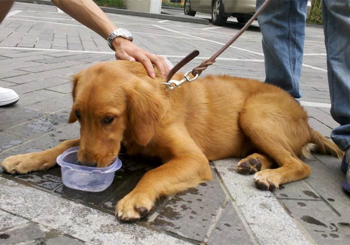 狗狗肾衰竭可以喝水吗,狗狗大量喝水大量尿肾衰竭