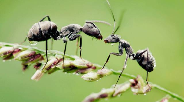 蚂蚁可以用树叶做什么有趣的事情,蚂蚁生长过程纪录片