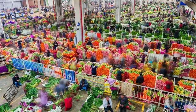 被大理丽江掩盖风头又怎样？它才是云南No.1！5月它太美了