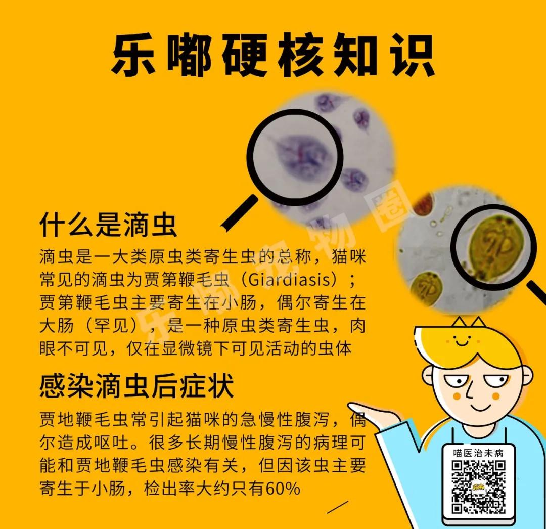 常规驱虫药都不能赶走哪些寄生虫,驱虫注意事项有哪些