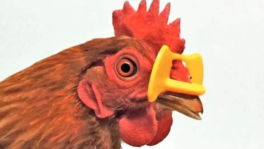 鸡戴眼镜有什么副作用,鸡到底该不该戴眼镜