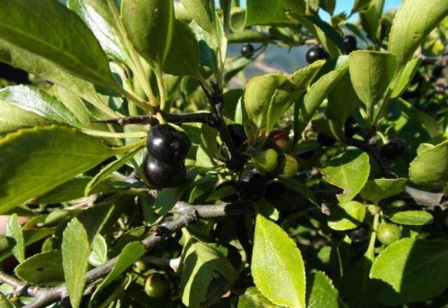 听说这种树能治好多种疾病,可以治疗咳嗽的树