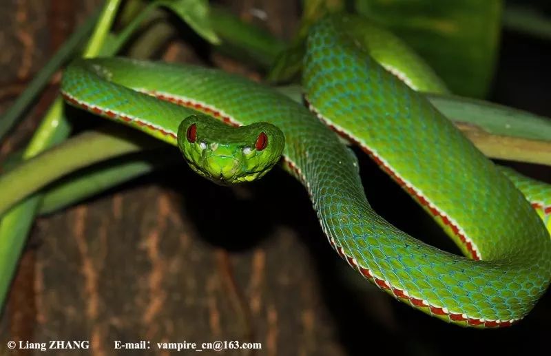 陆栖毒蛇毒性排行,毒蛇毒性分类