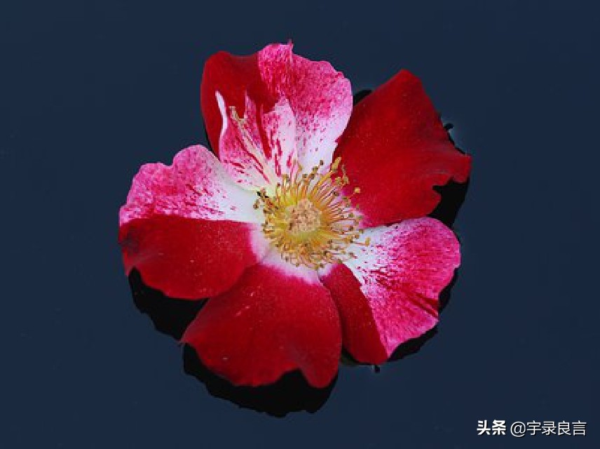 最近微信很火的句子句句霸气洒脱,微信上最霸气的句子