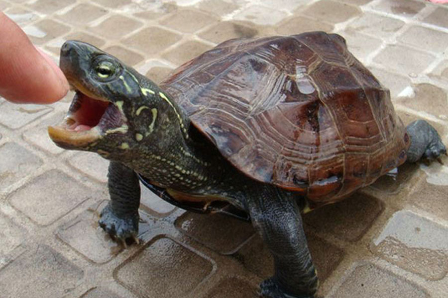 什么龟互动性强又好养,怎么和龟龟培养好感情